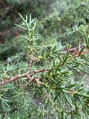 Juniperus communis depressa