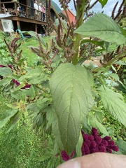 Amaranthus cruentus