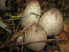 Coprinopsis romagnesiana
