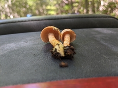 Cortinarius bolaris