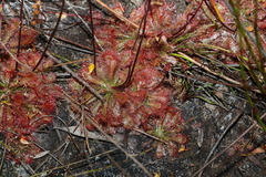 Drosera spatulata