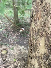Araneae