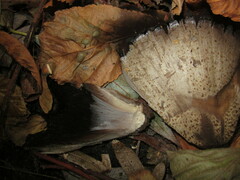 Coprinopsis romagnesiana