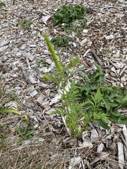 Dysphania ambrosioides