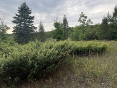 Juniperus communis depressa