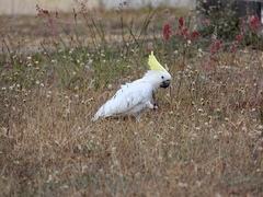 Cacatua galerita