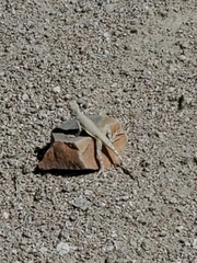 Callisaurus draconoides