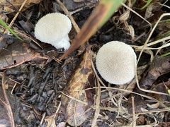 Lycoperdon perlatum