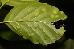 Acalitus brevitarsus