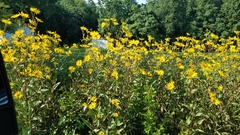 Helianthus tuberosus