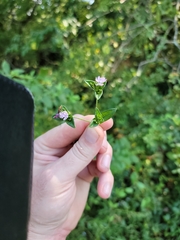 Elephantopus carolinianus