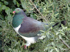 Hemiphaga novaeseelandiae