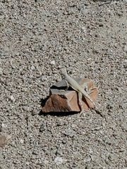 Callisaurus draconoides