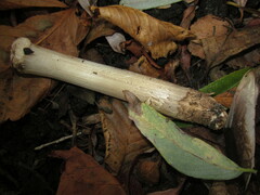 Coprinopsis romagnesiana