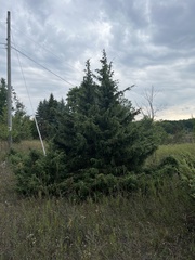 Juniperus communis communis