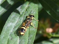 Mellinus arvensis
