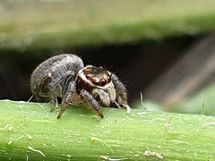 Maratus griseus
