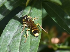 Mellinus arvensis