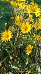Helianthus tuberosus