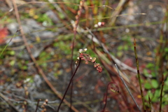 Drosera spatulata