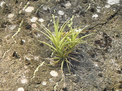 Tillandsia aeranthos