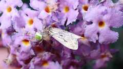 Ebrechtella tricuspidata