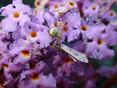 Ebrechtella tricuspidata