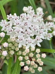 Asclepias perennis