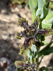 Ferraria crispa