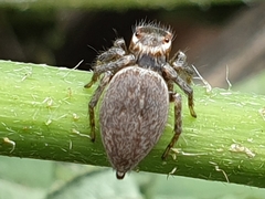 Maratus griseus