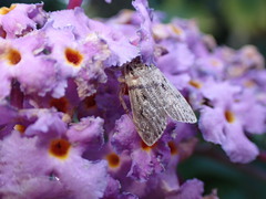 Ebrechtella tricuspidata