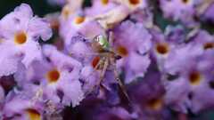 Ebrechtella tricuspidata