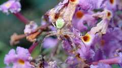 Ebrechtella tricuspidata