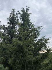 Juniperus communis communis
