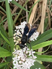Asclepias perennis