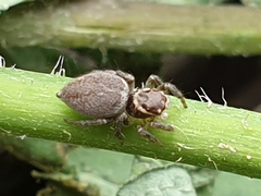 Maratus griseus