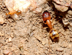 Camponotus