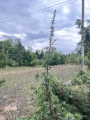 Juniperus communis communis