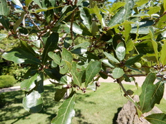 Quercus mohriana