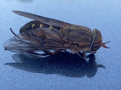 Tabanini