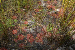 Drosera spatulata