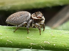 Maratus griseus