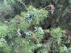 Juniperus communis communis