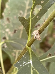 Petrophila fulicalis