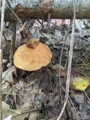 Hemileccinum