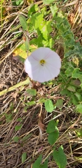 Convolvulus