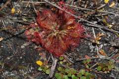 Drosera spatulata