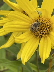 Melissodes druriellus