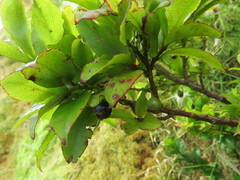 Vaccinium cylindraceum