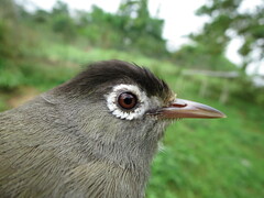 Zosterops lugubris